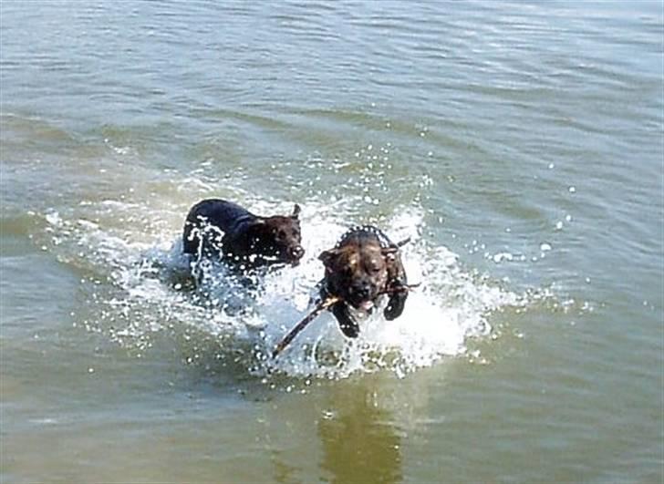 Labrador retriever Beddy B  billede 6