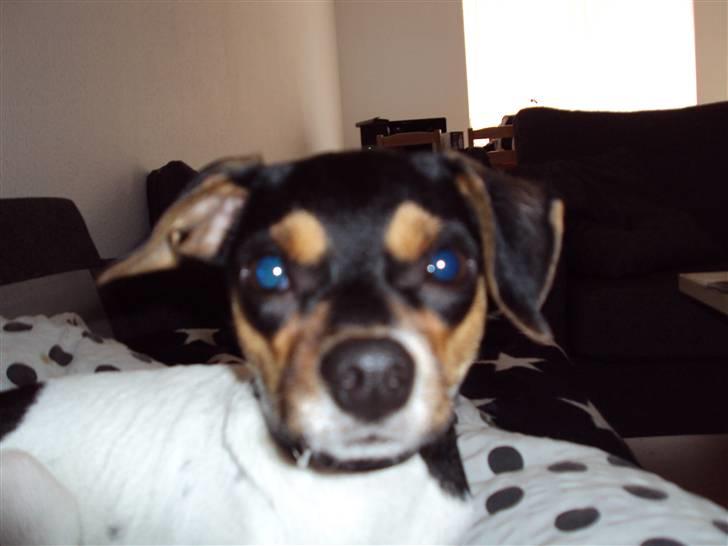 Dansk svensk gaardhund Sisse billede 9