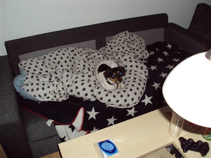 Dansk svensk gaardhund Sisse billede 10