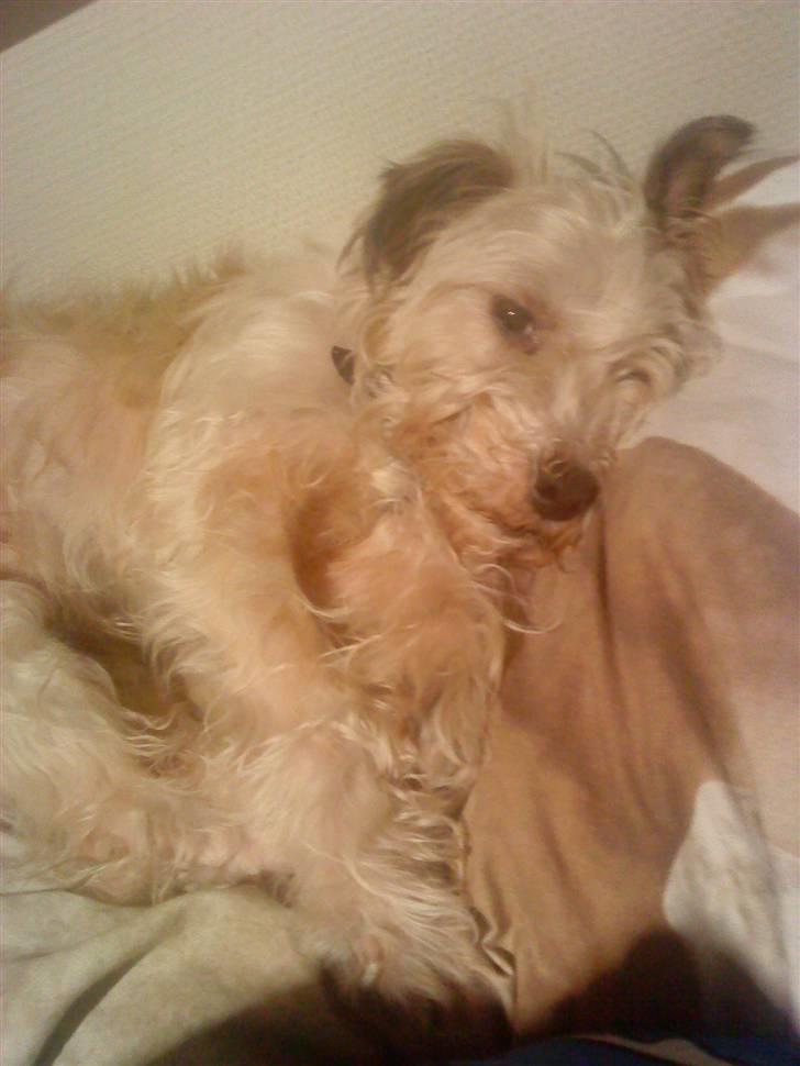 Blanding af racer Buster *R.I.P* billede 1