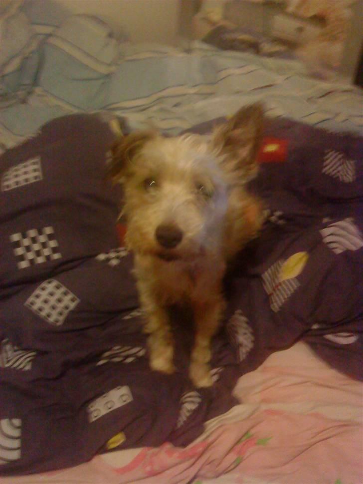 Blanding af racer Buster *R.I.P* billede 2