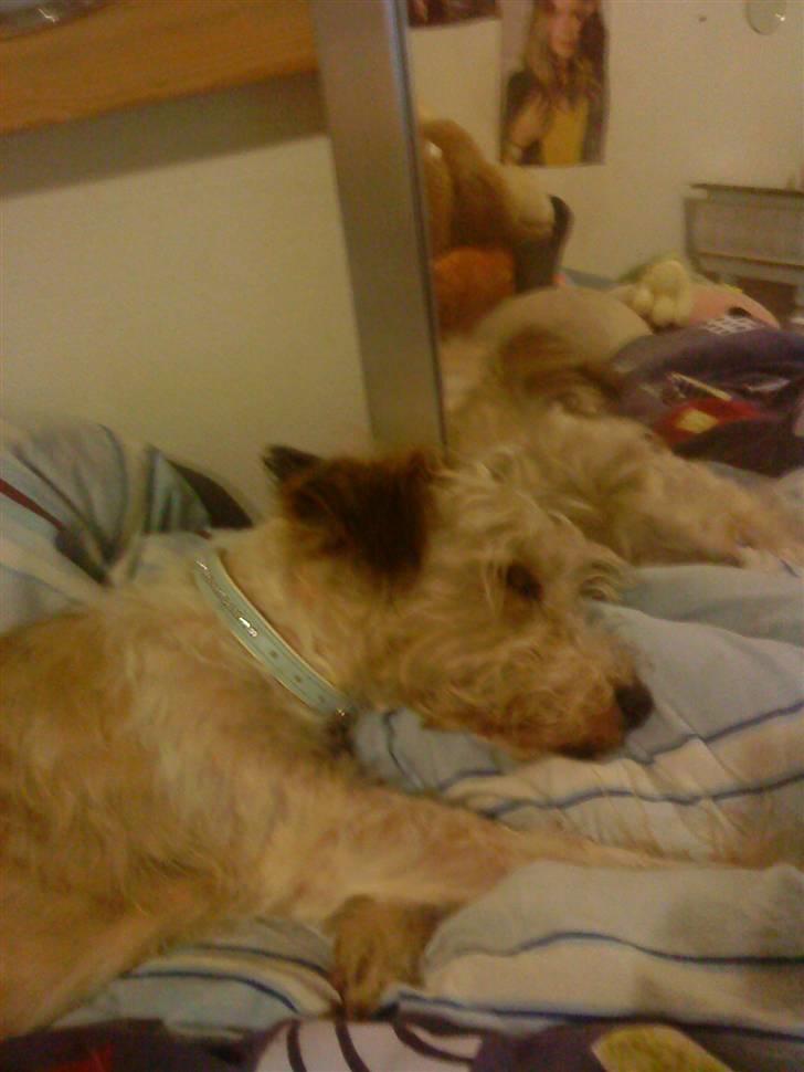 Blanding af racer Buster *R.I.P* billede 3