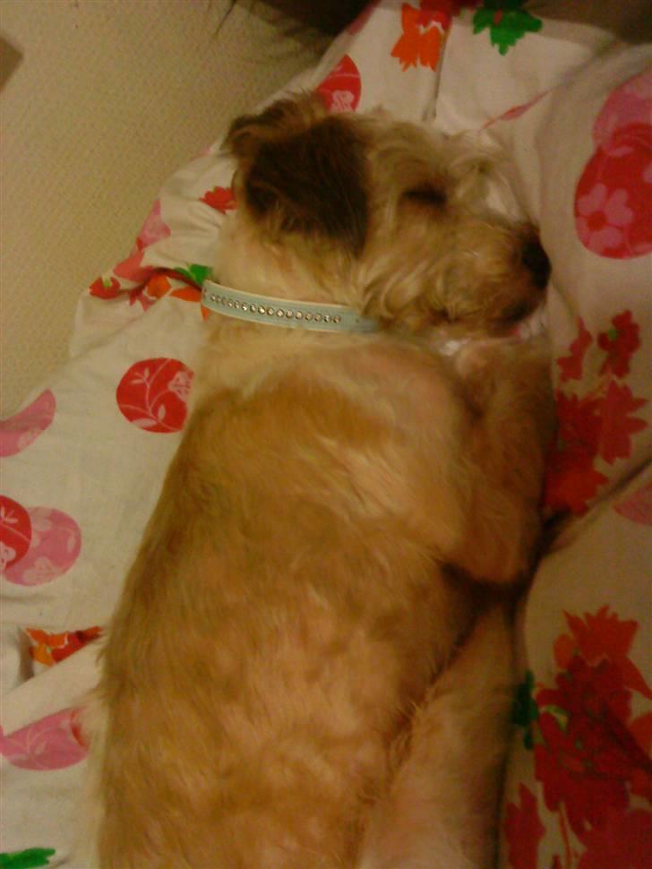 Blanding af racer Buster *R.I.P* billede 4