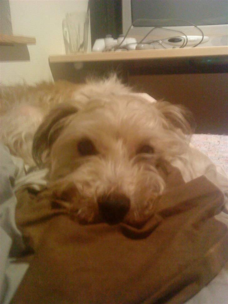 Blanding af racer Buster *R.I.P* billede 5