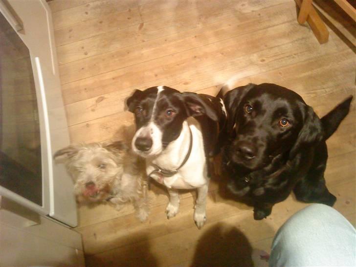 Blanding af racer Buster *R.I.P* billede 6