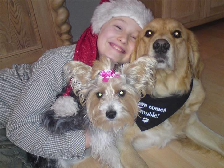 Biewer yorkshire terrier * Baby Doll * billede 1