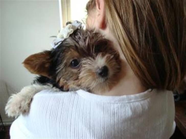Biewer yorkshire terrier * Baby Doll * billede 2