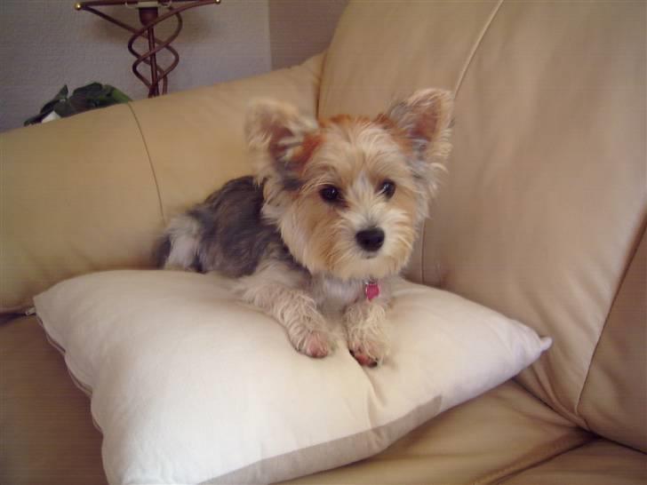 Biewer yorkshire terrier * Baby Doll * billede 3