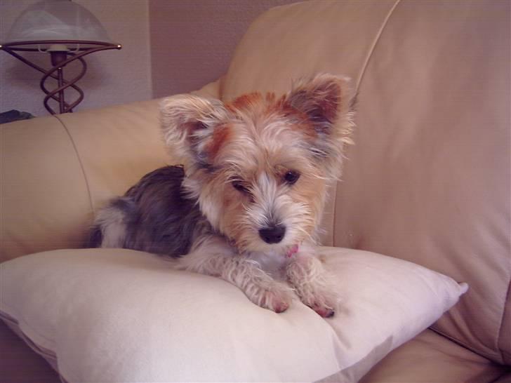 Biewer yorkshire terrier * Baby Doll * billede 4