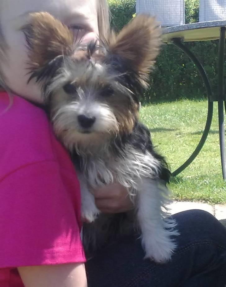 Biewer yorkshire terrier * Baby Doll * billede 5