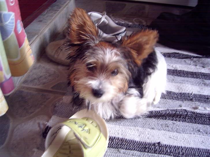 Biewer yorkshire terrier * Baby Doll * billede 6