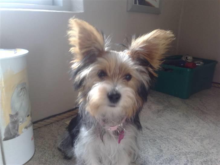 Biewer yorkshire terrier * Baby Doll * billede 7