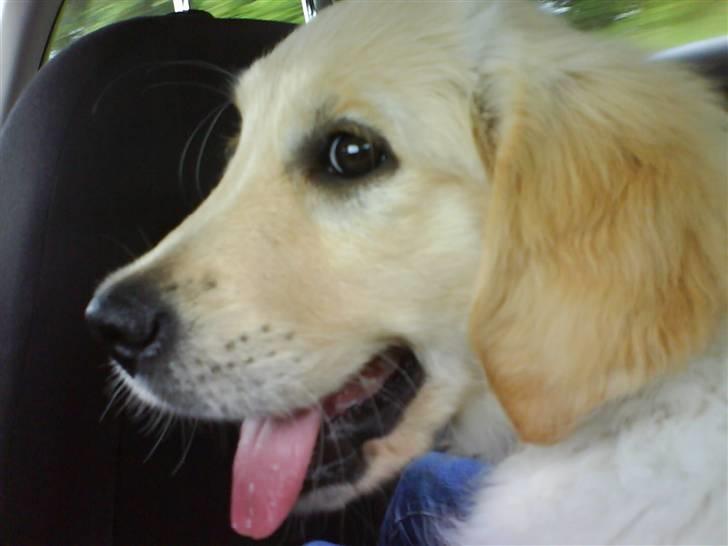 Golden retriever Mille - Mille i vores bil. billede 1