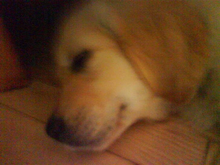 Golden retriever Mille - Mille sover. Det var den dag, hvor vi fik hende hjem. billede 2