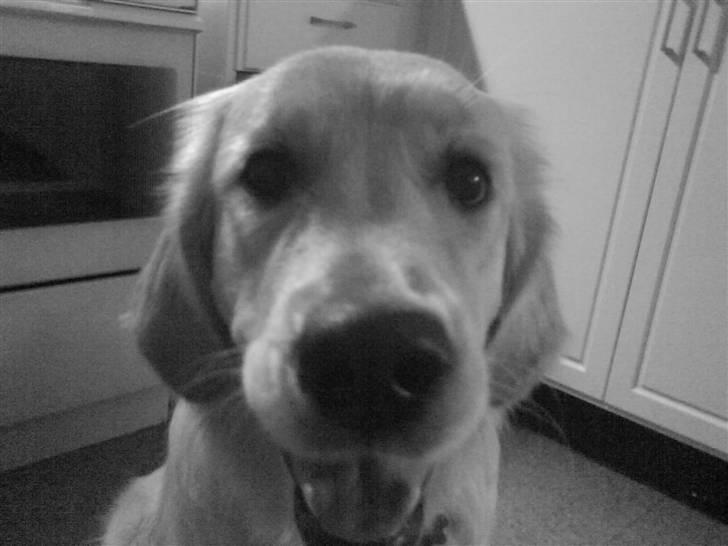 Golden retriever Mille - Et lille hyggebillede af Mille i sorthvid. billede 3