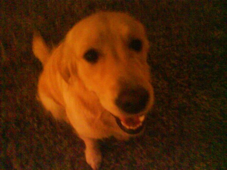 Golden retriever Mille - Mit yndlingsbillede. Mille smiler altid til kameraet! billede 4