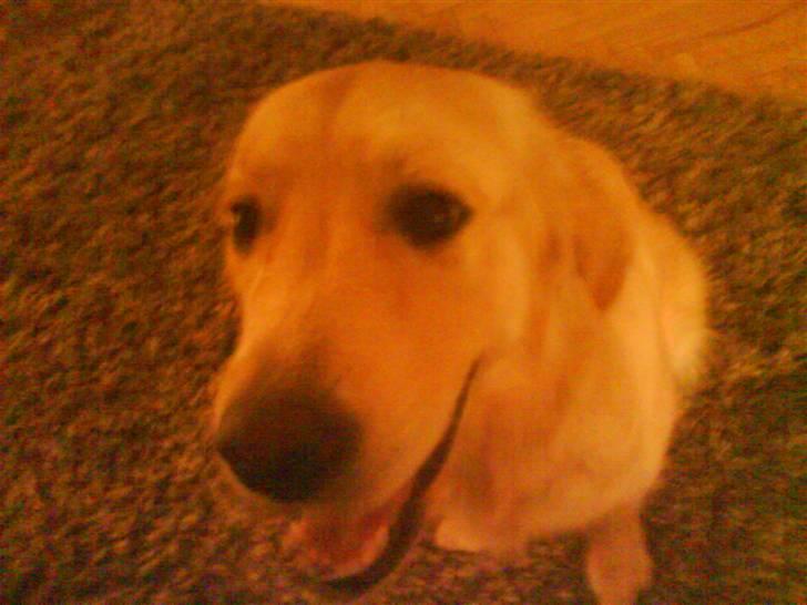 Golden retriever Mille - Mille på tæppet i stuen. billede 5