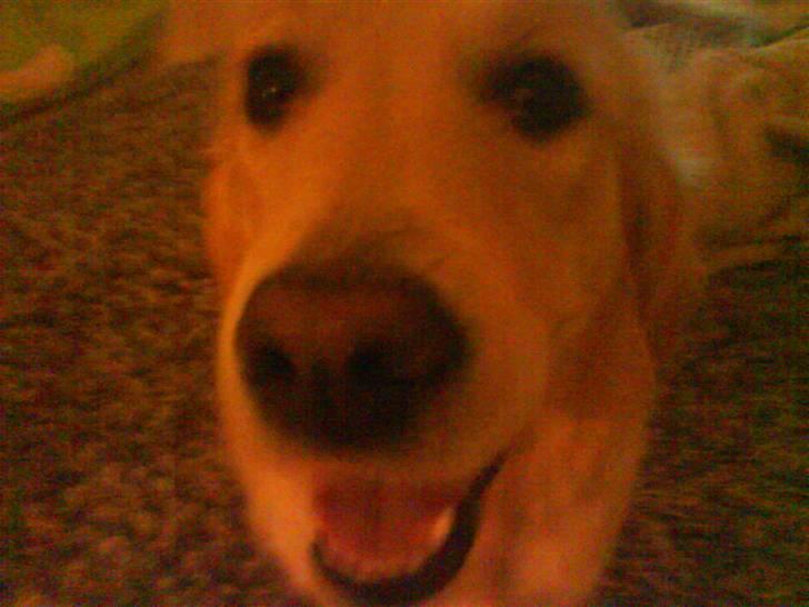 Golden retriever Mille - Tjek lige, hvor meget hun egentlig smiler. billede 6