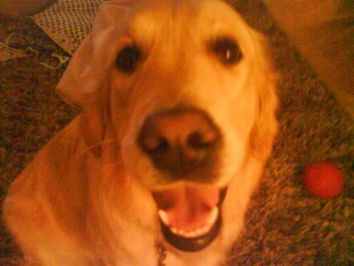 Golden retriever Mille - Mille omringet af legetøj på tæppet. billede 7