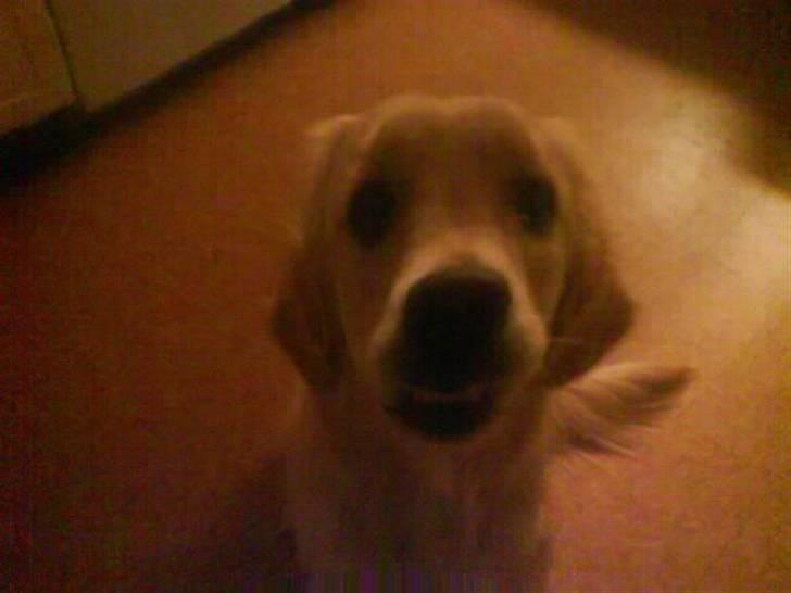 Golden retriever Mille - Det her billede er lavet i FaceWaap, derfor ser hun så sjov ud. billede 8