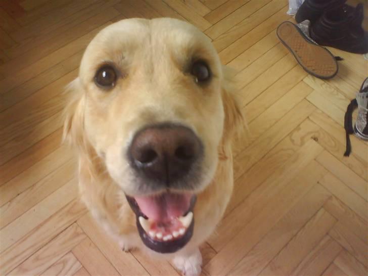 Golden retriever Mille - Mille med søvn i øjnene, det nyeste billede. billede 9