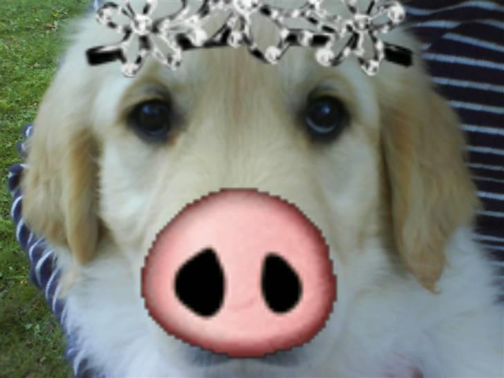 Golden retriever Mille - Redigeret billede af Mille med diadem og grisetryne. billede 10