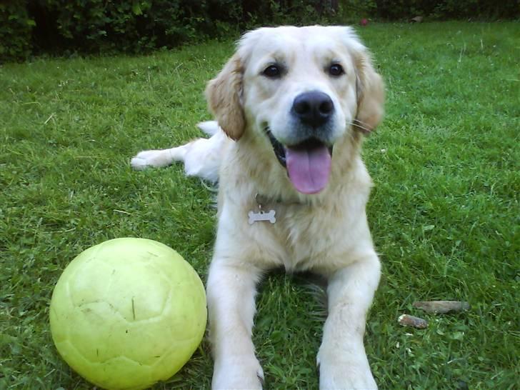 Golden retriever Mille - Mille med sin bold i haven. billede 11
