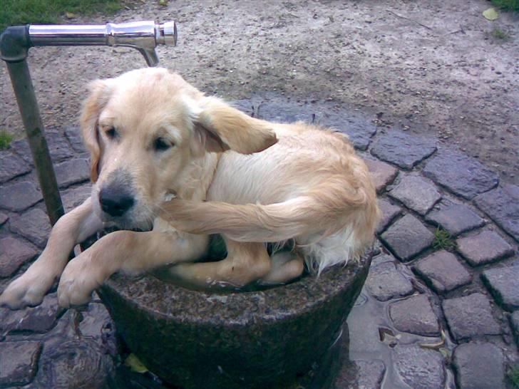 Golden retriever Mille - Det er så godt. Mille ligger i vandbægeret i Bernstoff Parken. billede 12