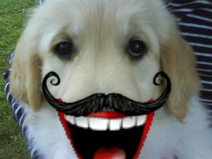 Golden retriever Mille - Mille er MEGET glad, det her er også redigeret. billede 13