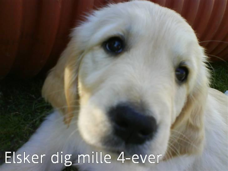 Golden retriever Mille - Mille som hvalp. Det her er taget 3 gang, vi så hende hos ejeren. billede 14