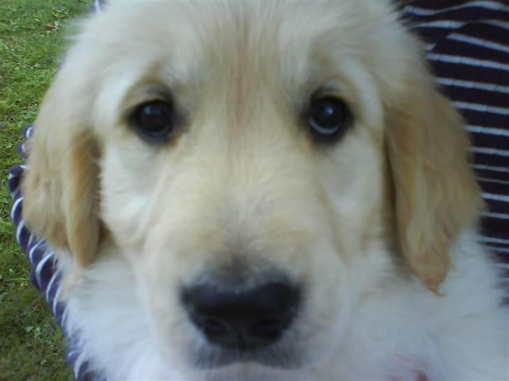 Golden retriever Mille - Mille lige da vi fik hende hjem, min storesøster i baggrunden. billede 15