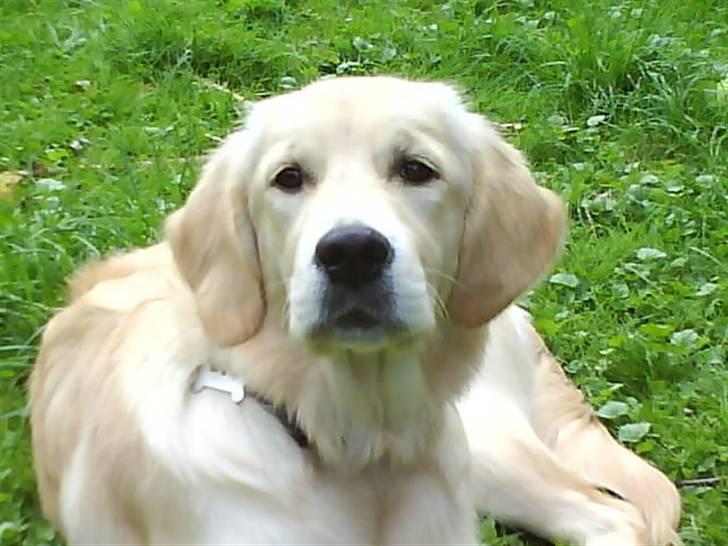 Golden retriever Mille - En sommerdag i græsset. billede 16