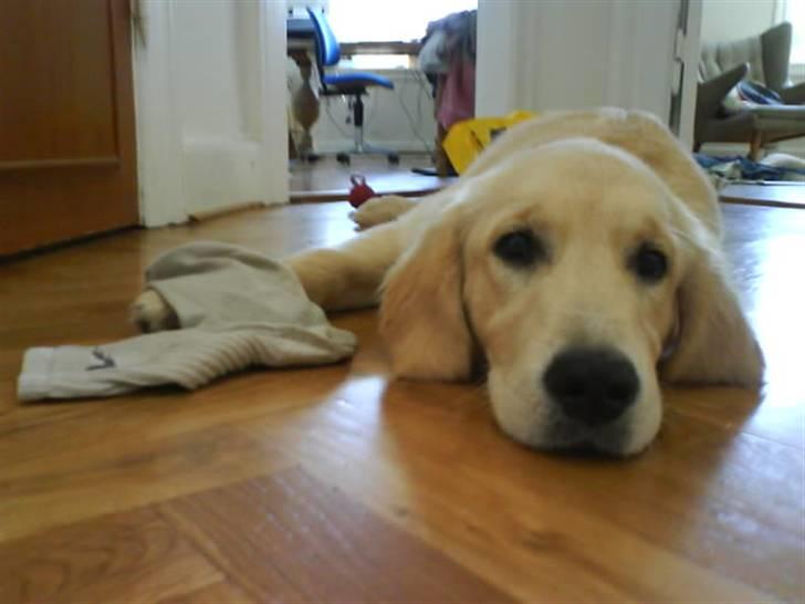 Golden retriever Mille - Mille på gulvet hjemme hos Steen. billede 17