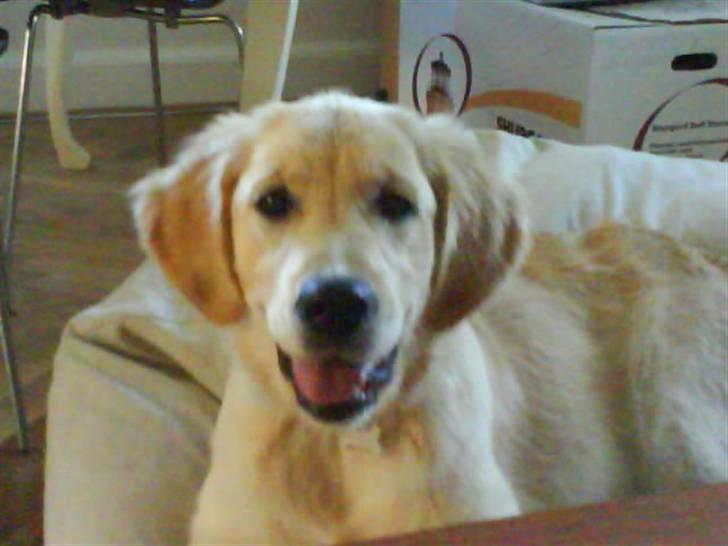 Golden retriever Mille - Mille i sofaen. billede 18