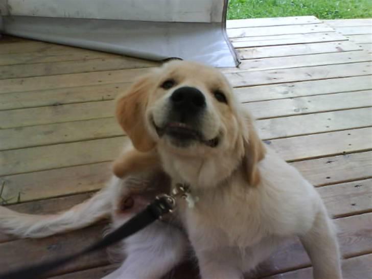 Golden retriever Mille - Lille Mille klør sig bag øret. billede 19