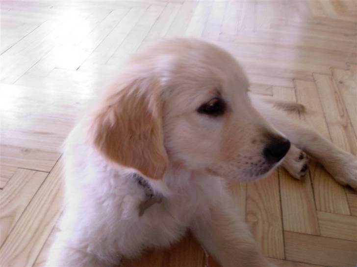 Golden retriever Mille - Mille som lille hvalp. billede 20
