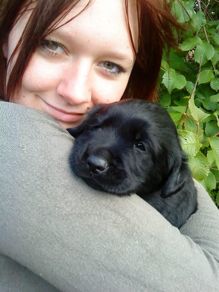 Blanding af racer Loulou billede 1