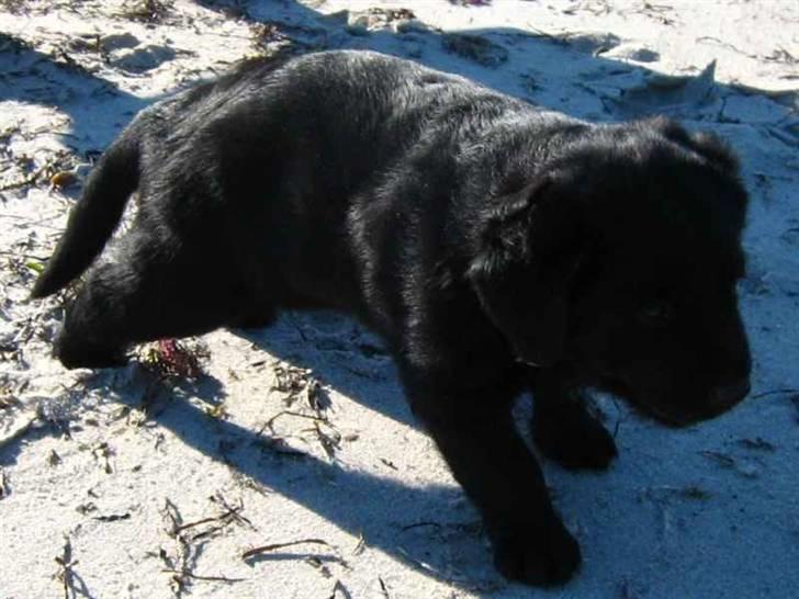 Blanding af racer Loulou billede 2