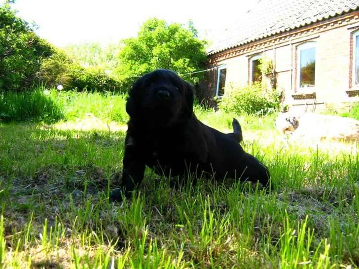 Blanding af racer Loulou billede 3