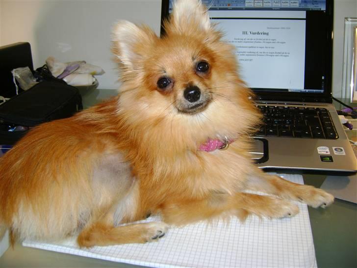 Pomeranian Cleo - Cleo efter sin første patellaoperation - hun hjælper med opgaveskrivningen ;) billede 15