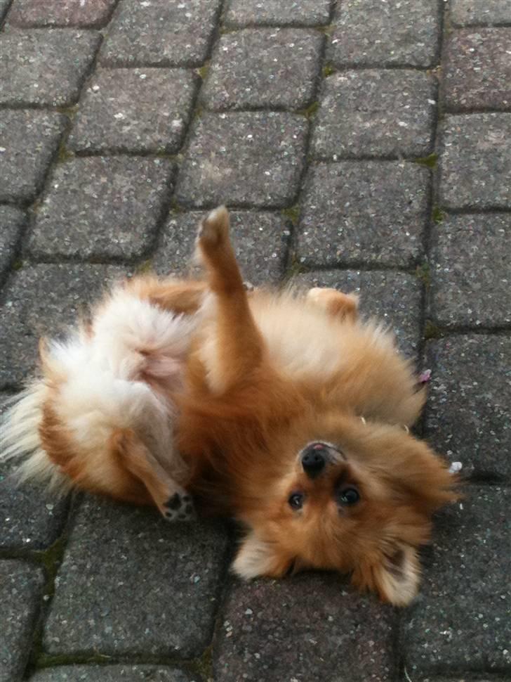 Pomeranian Cleo billede 14