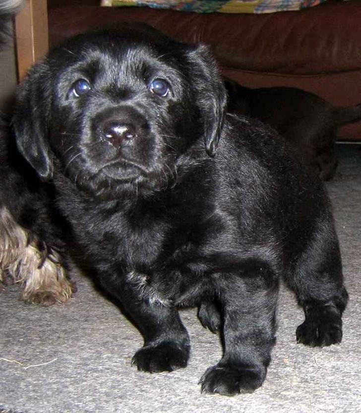 Blanding af racer Loulou billede 4