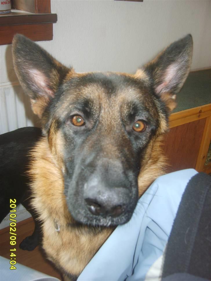 Schæferhund Taico. 2008-2010. R.I.P - Taico´s hovede er det nyeste billede af ham :) billede 1