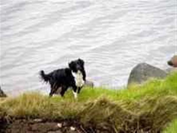 Blanding af racer Loulou - Loulous mor Lady billede 5