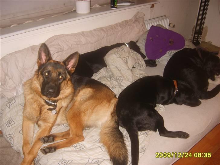 Schæferhund Taico. 2008-2010. R.I.P - Taico og hans venner billede 2