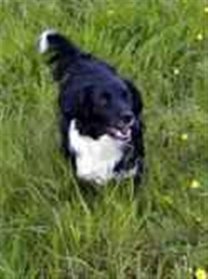 Blanding af racer Loulou - Loulous mor Lady.  billede 6