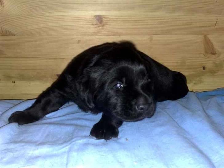 Blanding af racer Loulou billede 7