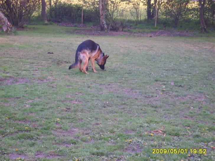 Schæferhund Taico. 2008-2010. R.I.P - Taico første dag ved os billede 4