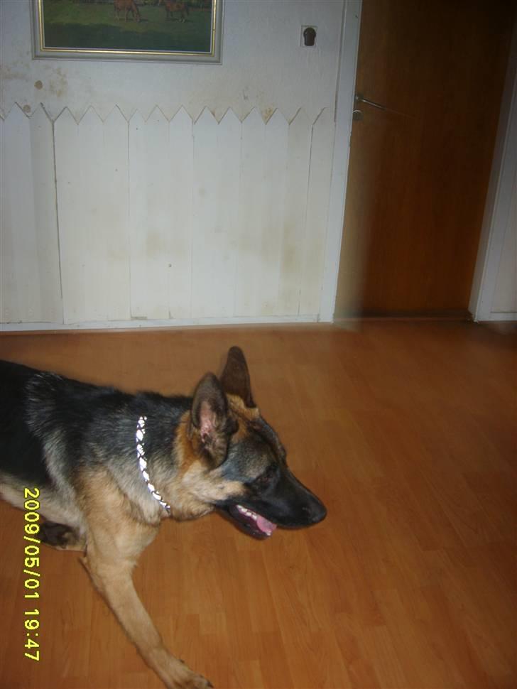 Schæferhund Taico. 2008-2010. R.I.P - Taico første dag ved os billede 6