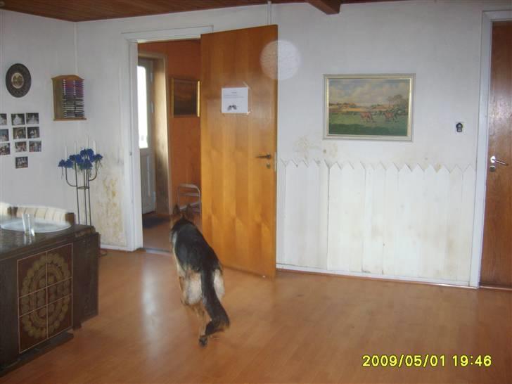 Schæferhund Taico. 2008-2010. R.I.P - Taico første dag ved os billede 7